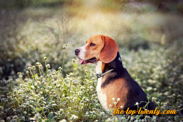 Beagle beliebte Hunderasse